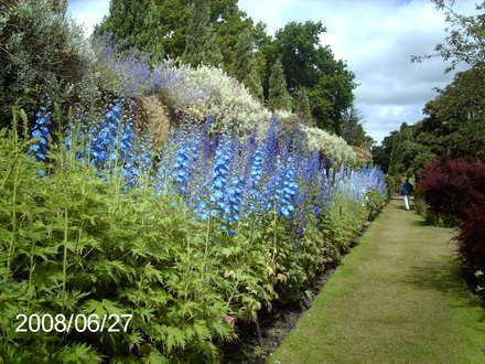More Delphiniums at Falkland Palace