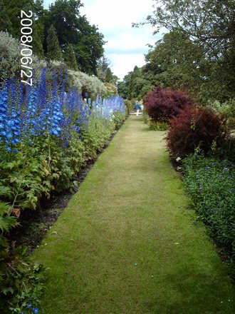 Delphiniums