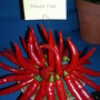Chilli/Chili/Chile "Prairie Fire" at Gardening Scotland 2008 (Capsicum annuum (Longum) (Chilli pepper))