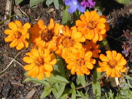 Small Zinnias