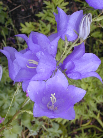 Canterbury bells