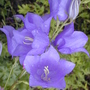 Juneo8harcarr_009