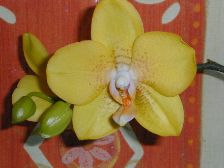 Phalaenopsis