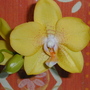 Juneo8harcarr_011