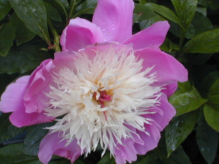 Peony
