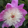 Juneo8harcarr_017