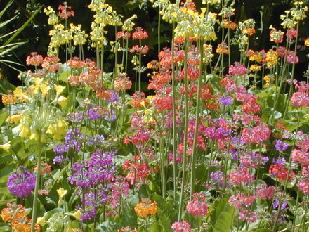 Primulas