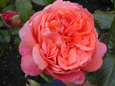Roses at Harlow Carr