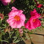 moss rose (Portulaca grandiflora (Double Rose Moss))