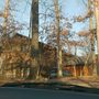 Broken_oak_5