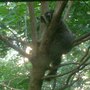 Treehugger