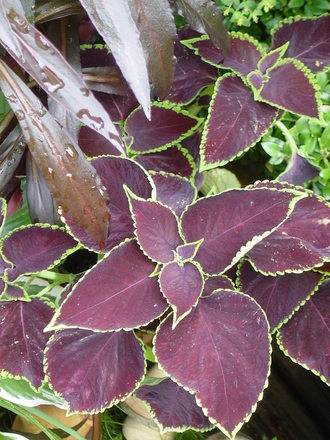 Coleus 'Chocolate mint'