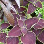Coleus 'Chocolate mint'