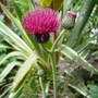 Cirsium atropurpureum in the Exotic garden. June 2008.
