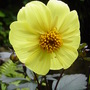 Dahlia 'Clarion' June 2008