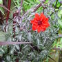 Dahlia 'Bishop of Llandaff' June 2008 (Dahlia)