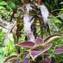 Lobelia 'Queen victoria' and Coleus. (Lobelia cardinalis (Cardinal flower))