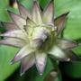 hosta flower bud (Hosta fortunei)