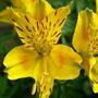 lilly