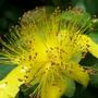 Hypericum (Hypericum)