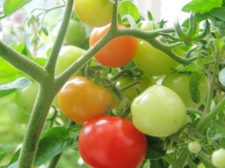 cherry toms