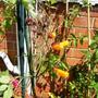 Eccremocarpus scaber 'Chillean glory vine'