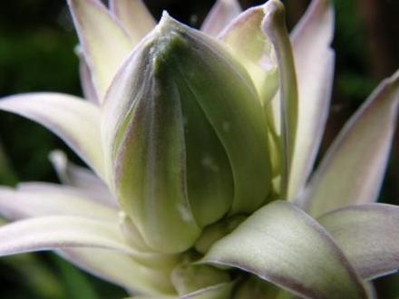 hosta flower bud (Hosta fortunei)