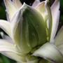 hosta flower bud (Hosta fortunei)