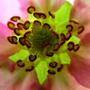 Copy_of_garden_358