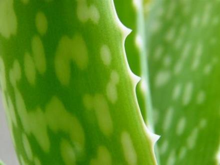 aloe vera (Aloe vera)