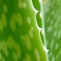 Garden_375