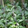 Purplesage1