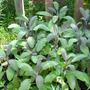 Purplesage2