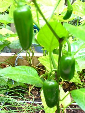 Jalapeno Peppers (Capsicum annuum (Longum) (Chilli pepper) jalapeno)