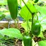 Jalapeno Peppers (Capsicum annuum (Longum) (Chilli pepper) jalapeno)