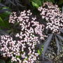 Sambucusnigraflowers