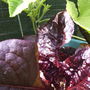 Cos Lettuce "Marshall"