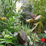 View of part of the Exotic garden.June 2008.
