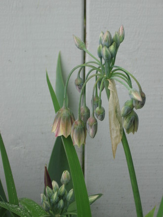 Sicilian Honey Garlic (nectaroscordum) ((nectaroscordum siculum))