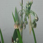 Sicilian Honey Garlic (nectaroscordum) ((nectaroscordum siculum))