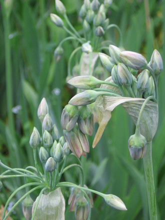 formerly allium siculum  Sicilian honey garlic ((nectaroscordum siculum))