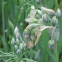 formerly allium siculum  Sicilian honey garlic ((nectaroscordum siculum))