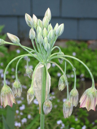 Sicilian Honey Garlic (nectaroscordum) ((nectaroscordum siculum))