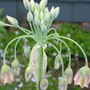 Sicilian Honey Garlic (nectaroscordum) ((nectaroscordum siculum))