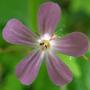 Copy_of_garden_367