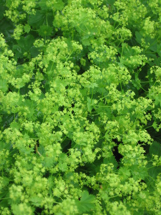 ladies mantle (Alchemilla mollis (Lady's mantle))
