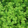 ladies mantle (Alchemilla mollis (Lady's mantle))