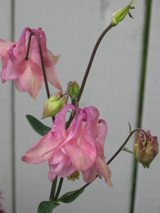 columbine  (aquilegia)