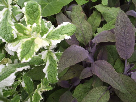 Sage foliage