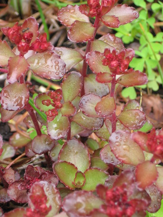 sedum (Sedum spurium)